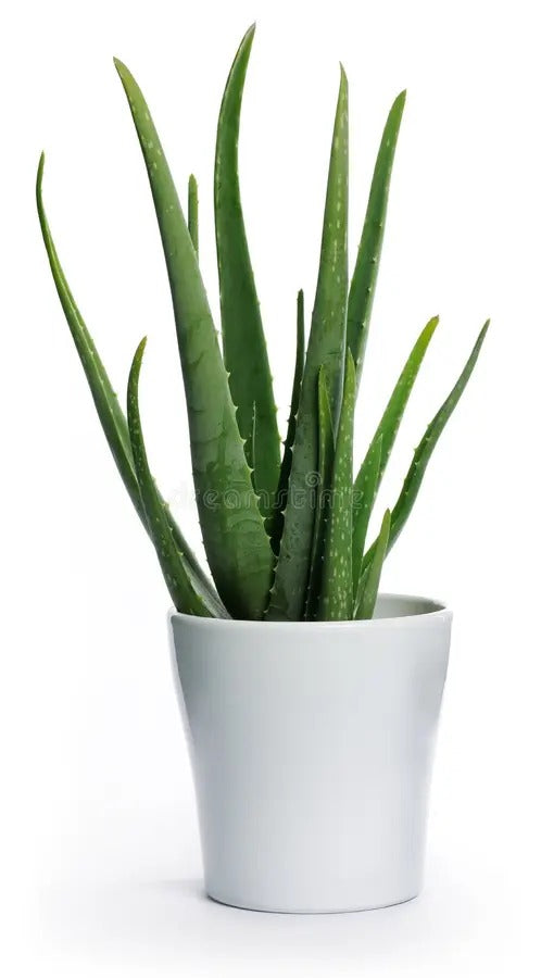 Aloe vera, Medicina Aloe, 25 - 30cm