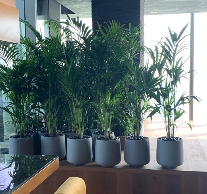 Combo Plants Bundle – 14 Premium Areca Palms in Ceramic Pots (90–120 cm)