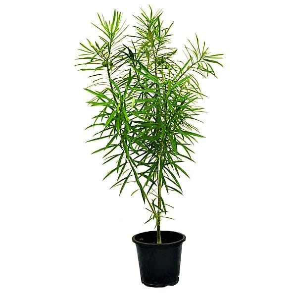 Thevetia Peruviana Plant – Elegant Yellow Flowering Outdoor Ornamental