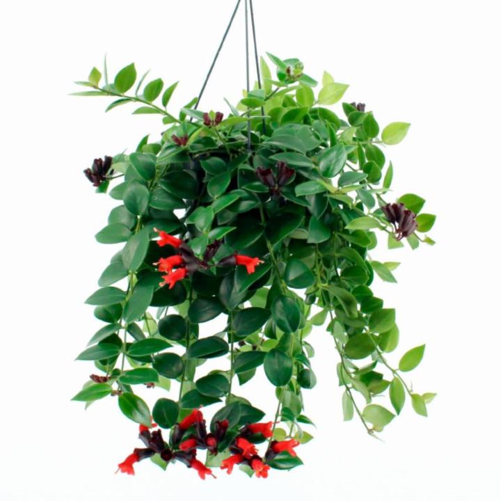 Aeschynanthus &quot;Mona Lisa&quot; | Lipstick Plant | Elegant Hanging Beauty