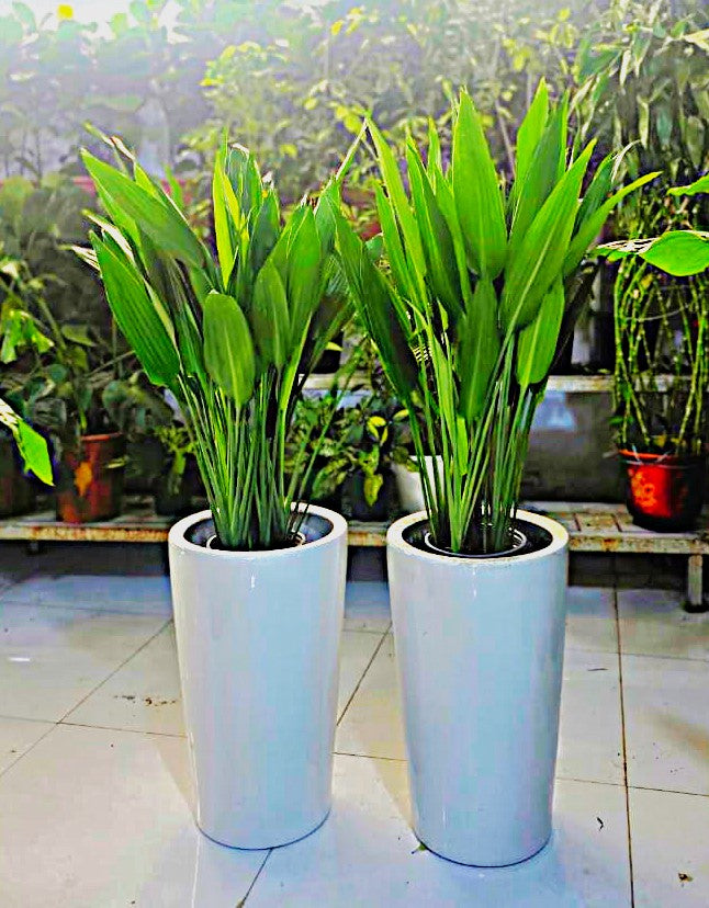 Combo Plants Bundle of 2 – Aspidistra Elatior | Elegant Indoor Greenery in Premium Ceramic Pots