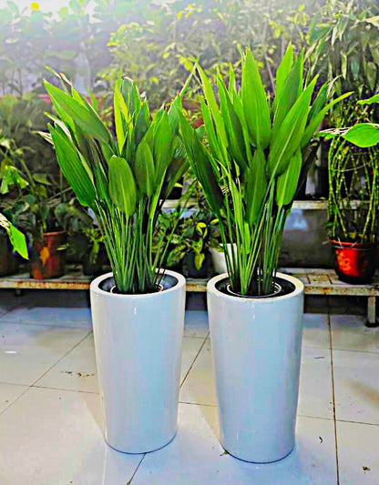 Combo Plants Bundle of 2 – Aspidistra Elatior | Elegant Indoor Greenery in Premium Ceramic Pots