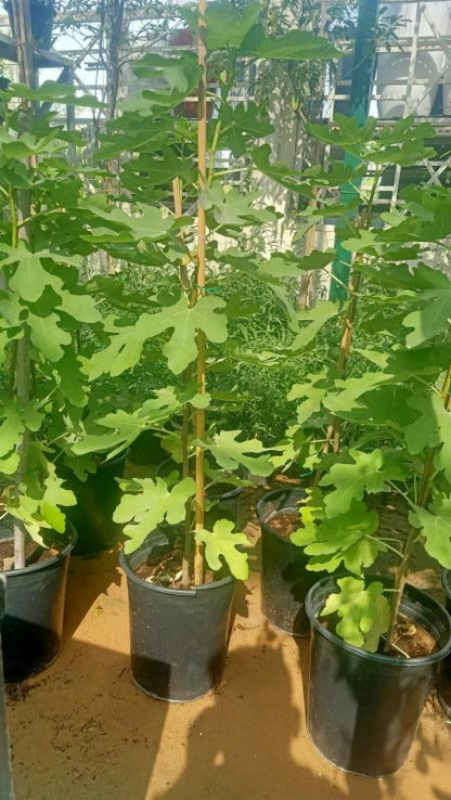 FICUS CARICA “FIG TREE” شجرة التين