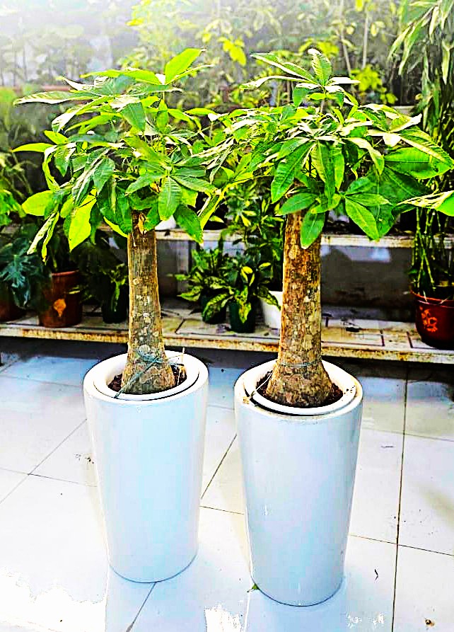 Pachira Indoor Plant Combo – Set of 2 | Stylish Ceramic Pots | 40–60cm Tall