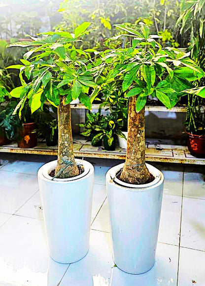 Pachira Indoor Plant Combo – Set of 2 | Stylish Ceramic Pots | 40–60cm Tall