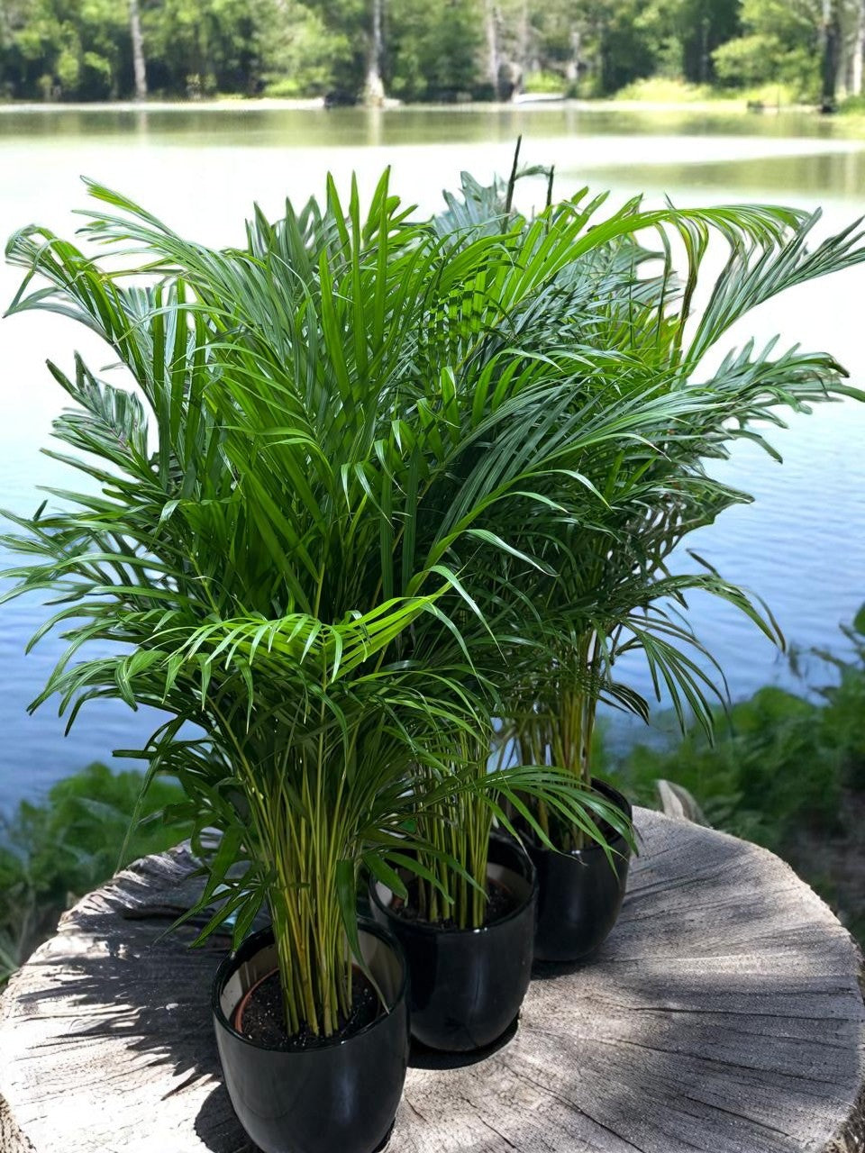 Combo Plants Bundle of 3 Pieces | Indoor Plants |Ceramic Plants| Office Plants | Home Plants