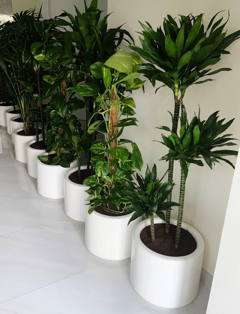 Combo Plants Bundle of 9 Pieces | Indoor Plants |Ceramic Plants| Office Plants