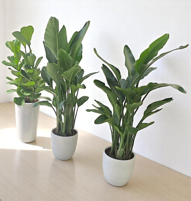 Combo Plants Bundle – 2 Bird of Paradise &amp; 1 Fiddle Leaf Fig | Indoor Greenery Set in Elegant Ceramic Pots