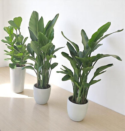 Combo Plants Bundle – 2 Bird of Paradise &amp; 1 Fiddle Leaf Fig | Indoor Greenery Set in Elegant Ceramic Pots