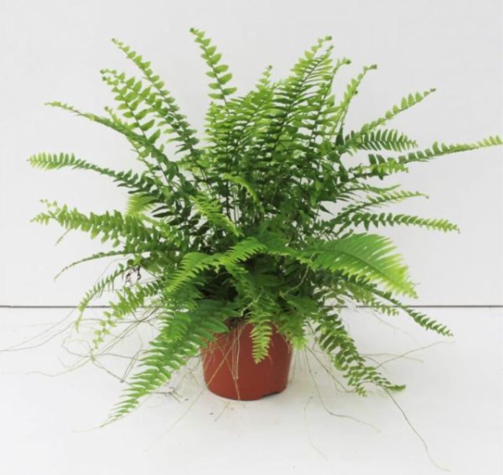 NEPHROLEPIS EXALTATA