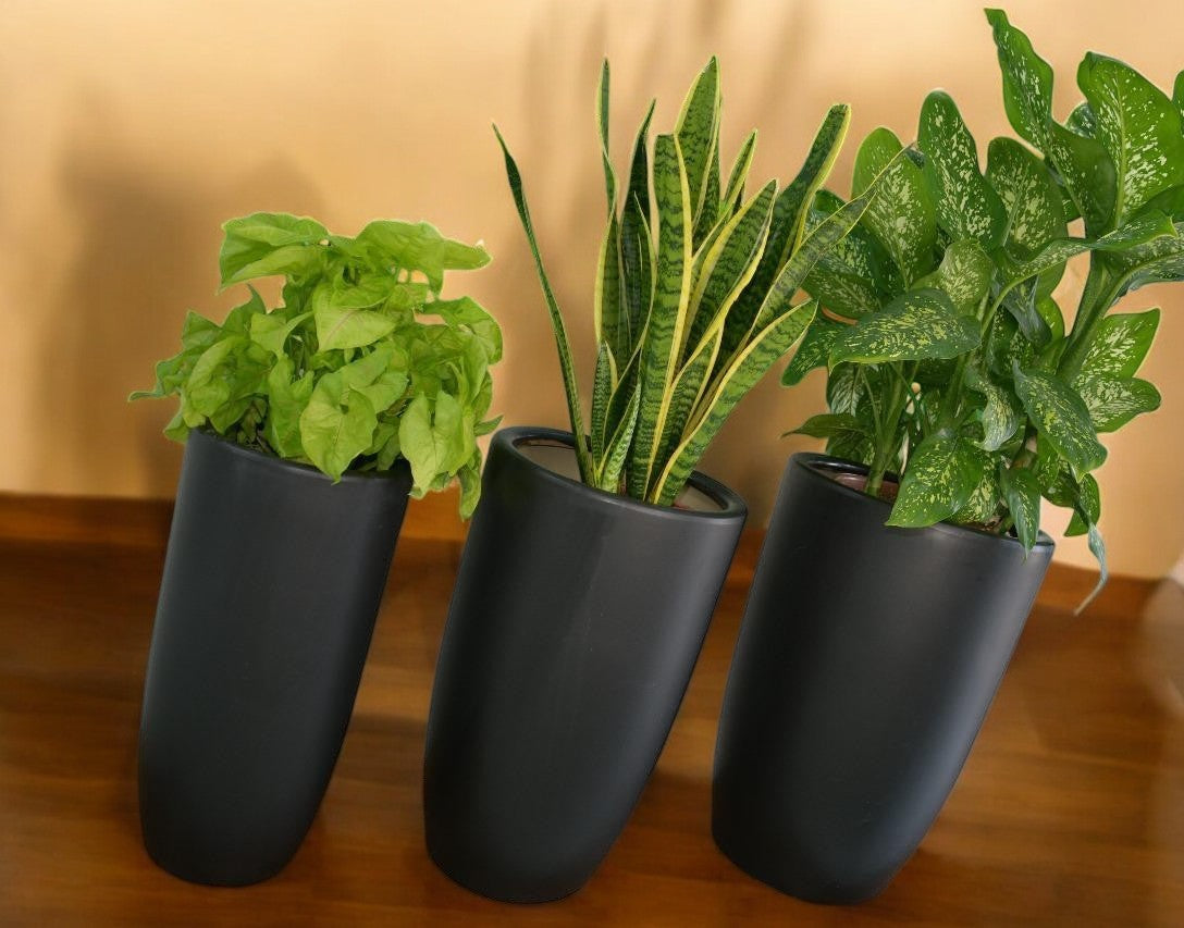 Office Plant Bundle of 12 Pieces | Indoor Plants | Office Plants | Combo Plants
