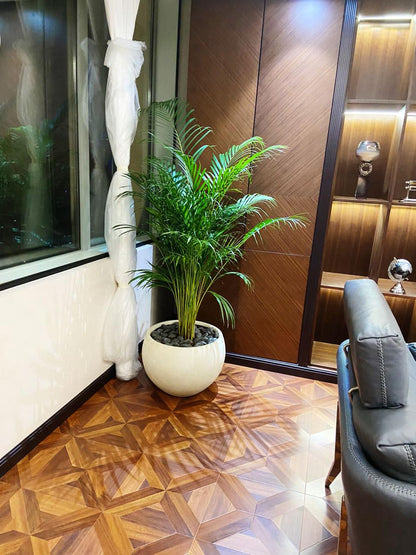 Well Potted Areca Palm | Best Indoor Plant for Home &amp; Office | Elegant Ceramic Pot