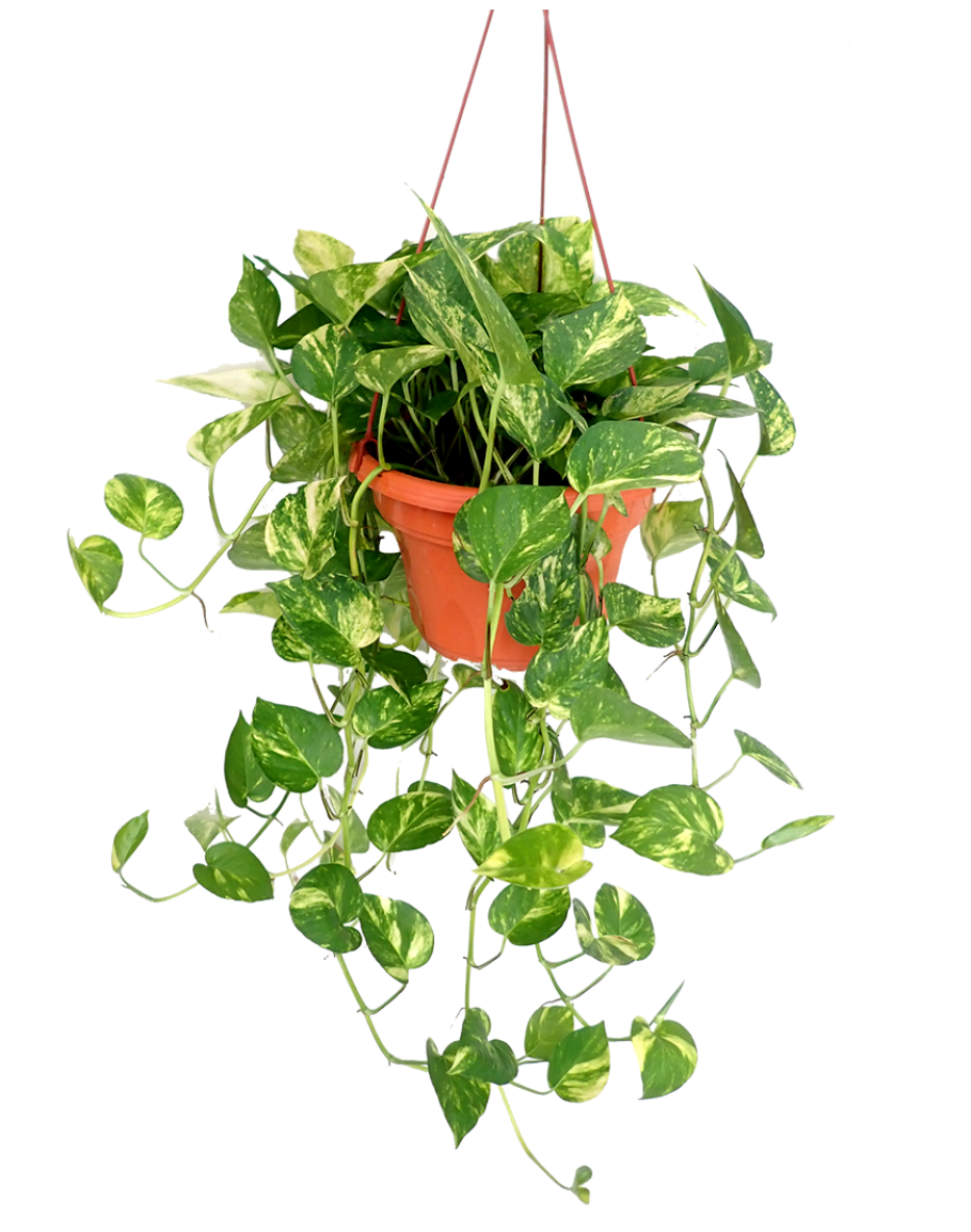EPIPREMNUM AUREUM
