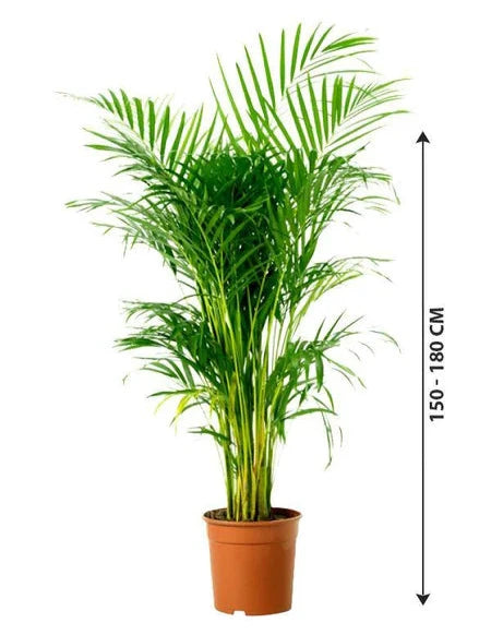 Areca Palm