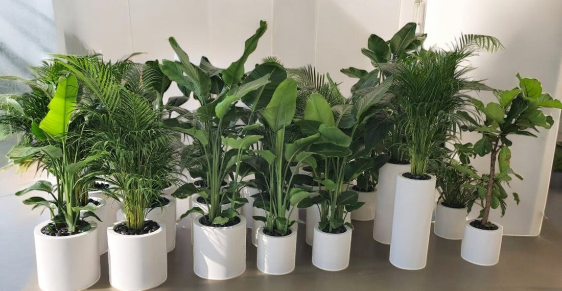 Combo Plants Bundle of 35 Pieces | Indoor Plants | Fibre Glass Pot Plants| Office Plants | Home Plants | Special Combo