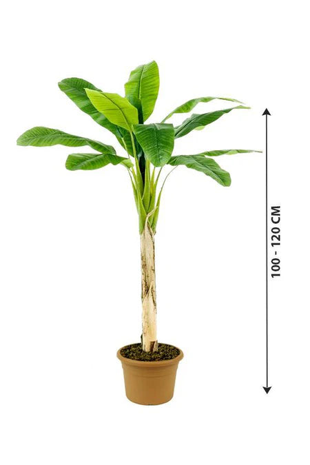 Banana Tree- Musa Acuminata 