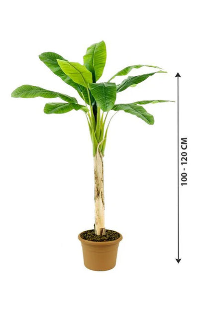 Banana Tree- Musa Acuminata 