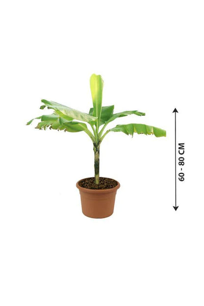 Banana Tree- Musa Acuminata 