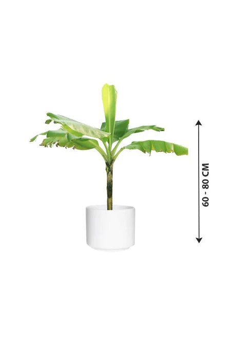 Banana Tree- Musa Acuminata 