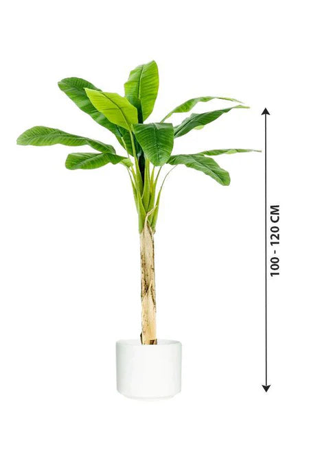 Banana Tree- Musa Acuminata 