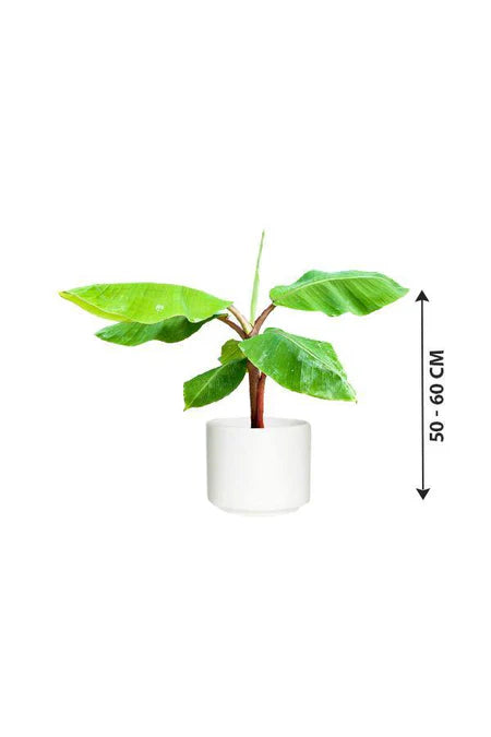 Banana Tree- Musa Acuminata 