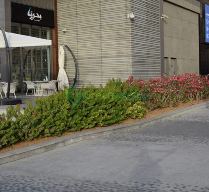 Bougainvillea “Pink Pixie”