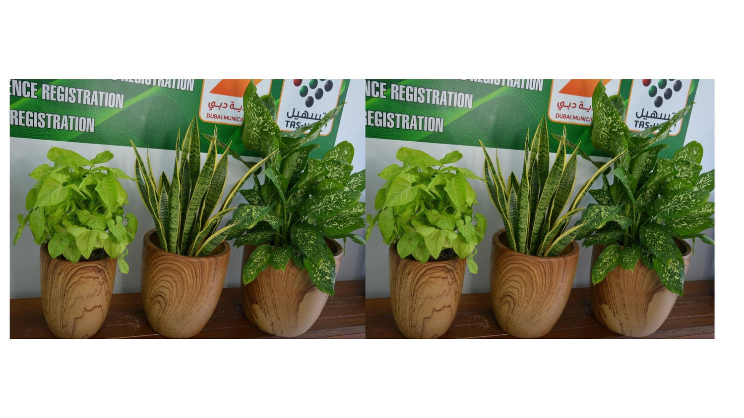 Office Plant Bundle of 6 Pieces | Indoor Plants | Office Plants | Combo Plants