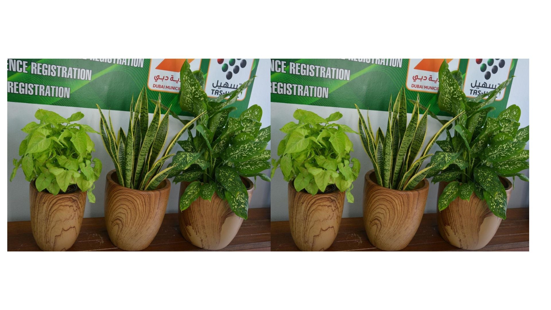 Office Plant Bundle of 6 Pieces | Indoor Plants | Office Plants | Combo Plants