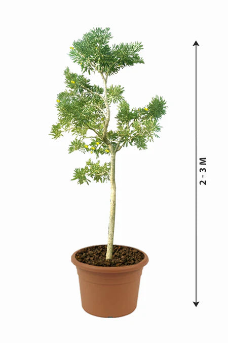 Caribbean Trumpet Tree