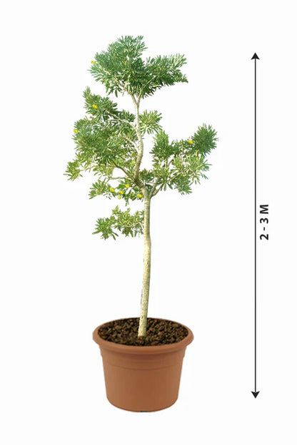 Caribbean Trumpet Tree