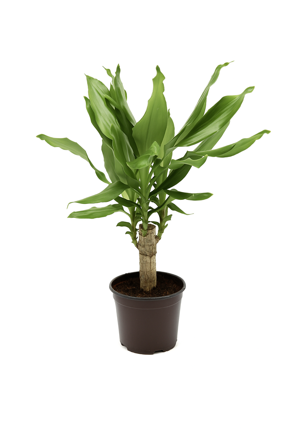 Dracaena Fragrans Green Mini | Massangeana Green Mini