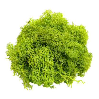 Eternal Life Preserved Moss Grass Wall