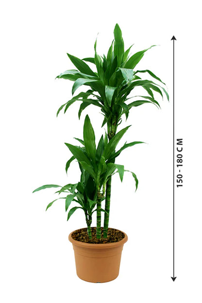 Dracaena Janet Craig