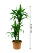 Dracaena Janet Craig