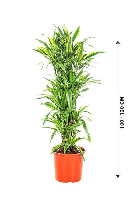 Dracaena Lemon Lime 