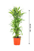 Dracaena Lemon Lime 