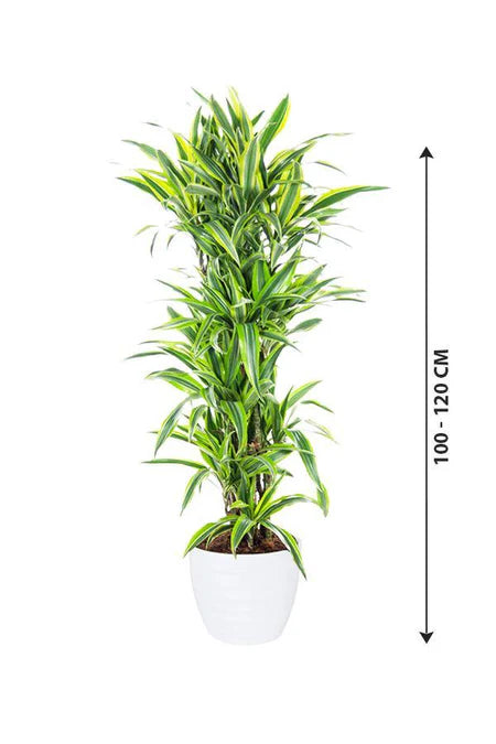 Dracaena Lemon Lime 