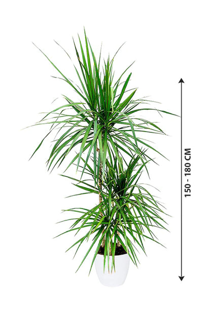 Dracaena Marginata 3PP - Dragon Tree