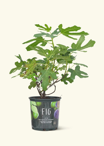 FICUS CARICA 