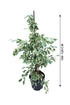 Ficus Benjamina Green Kinky