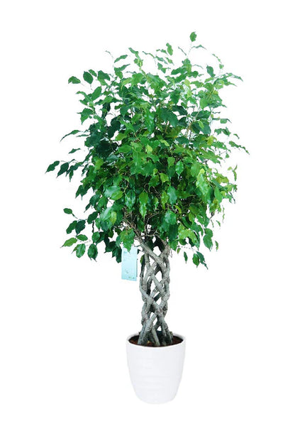 Ficus Benjamina Cylinder