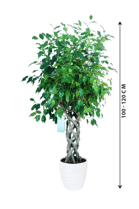 Ficus Benjamina Cylinder
