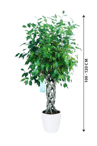 Ficus Benjamina Cylinder