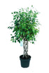 Ficus Benjamina Cylinder