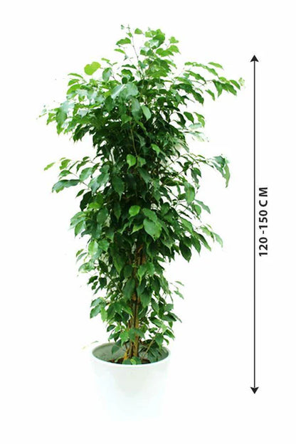 Ficus benjamina indoor plant