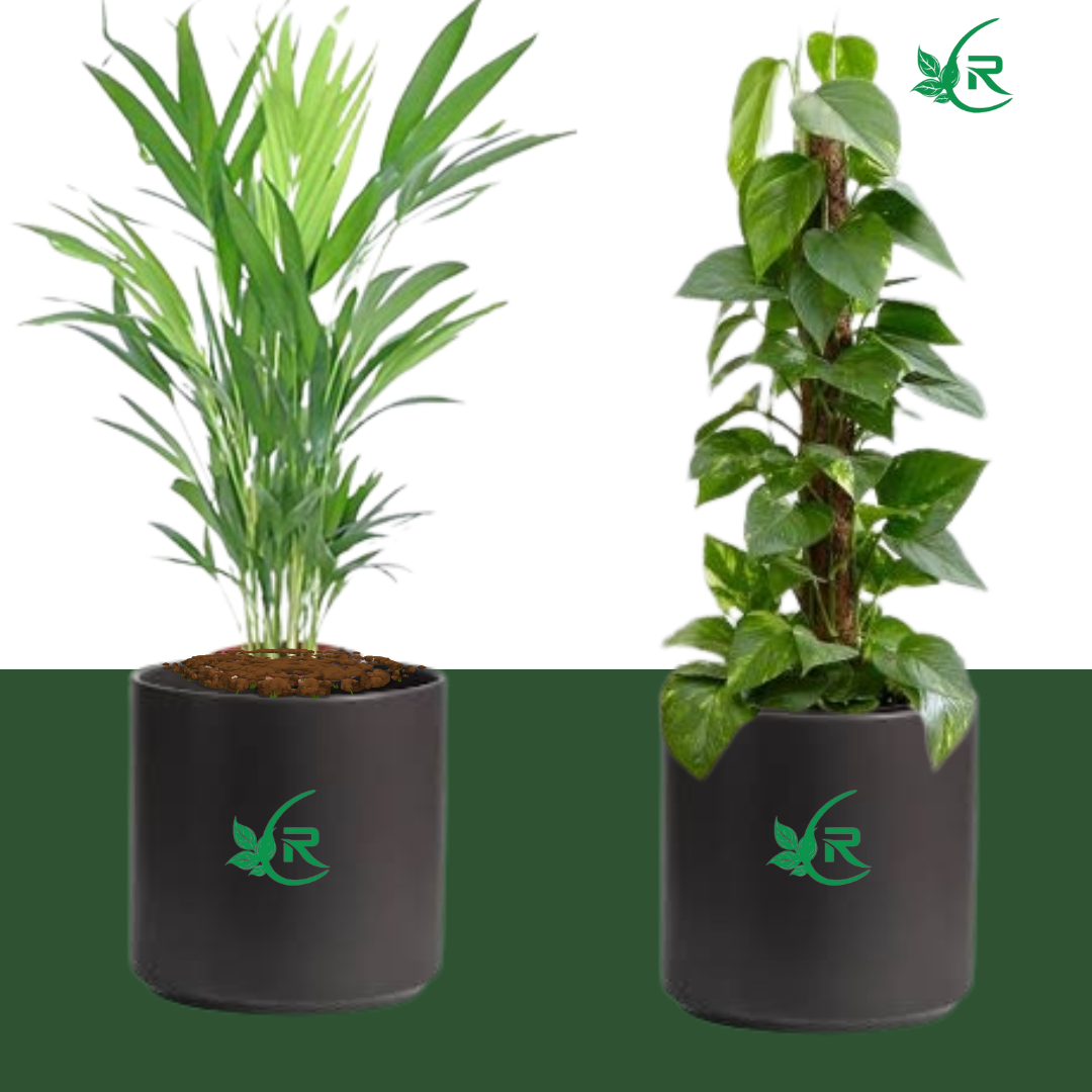 Money Plant &amp; Areca Palm Set