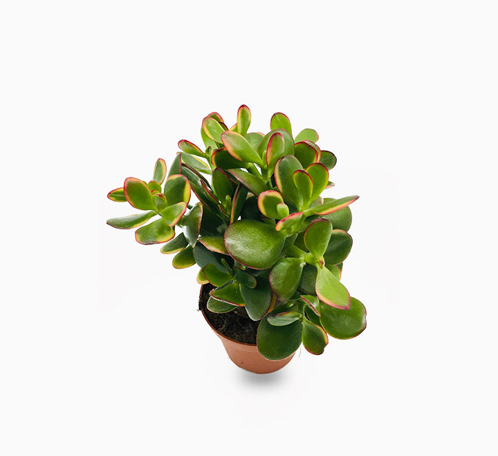 Crassula Ovata 