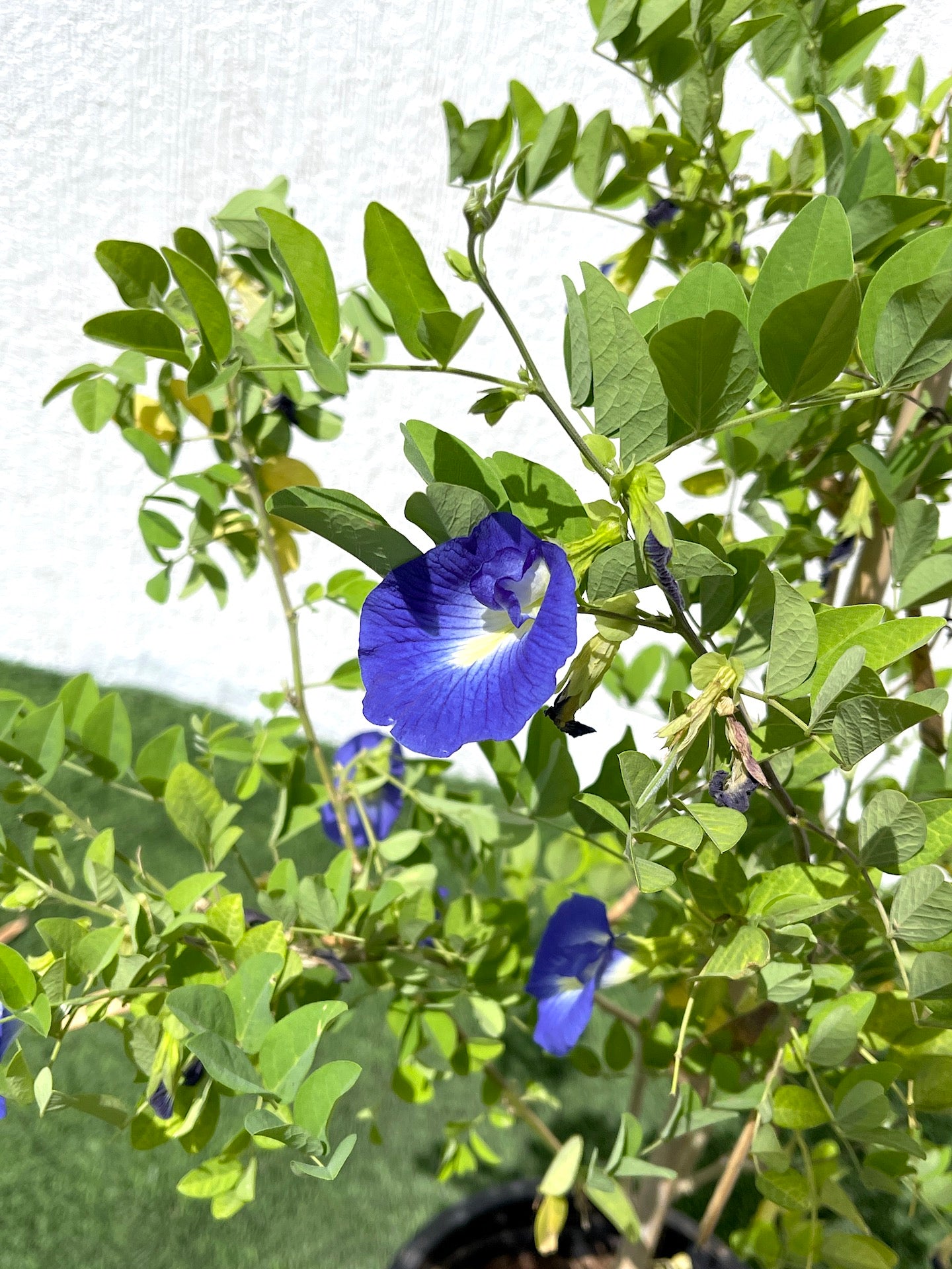 Clitoria ternatea or Butterfly Pea