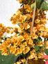 Bougainvillea Gold