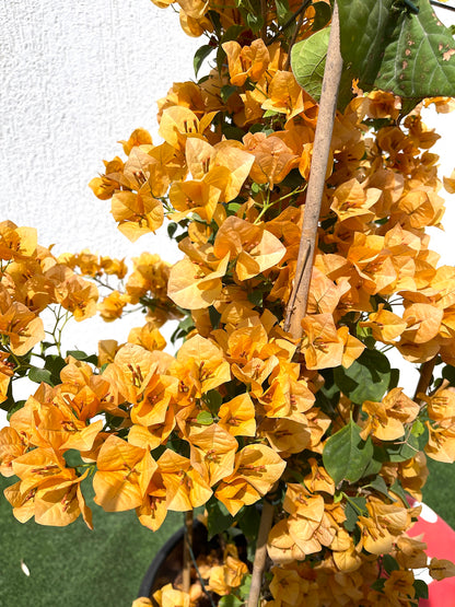 Bougainvillea Gold